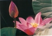 The Lotus Sutra and Health Care Ethics